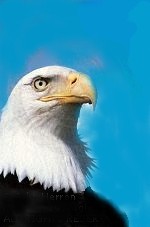 eagle3a.jpg